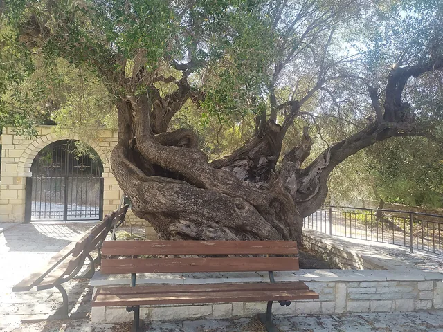 Ελιά δίπλα στην εκκλησία του Καστού.