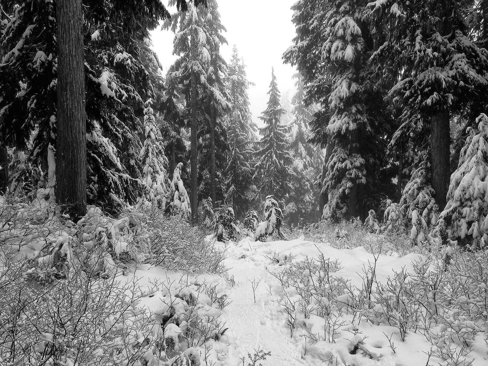 Snow-covered conifers along a snowshoeing route at Cypress Mountain, British Columbia.