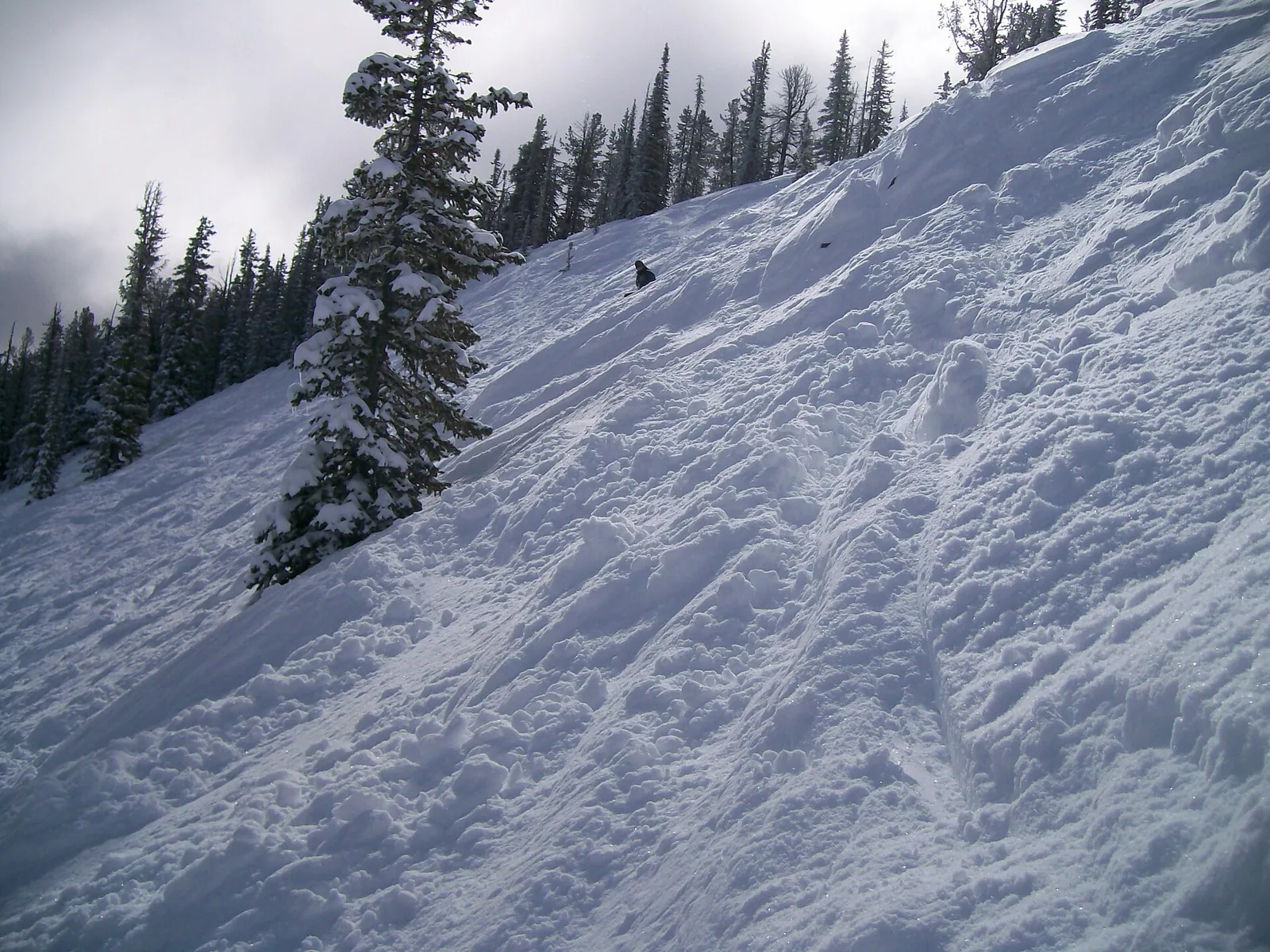 Fresh snow and ski tracks among conifers at Discovery Ski Area, Montana.