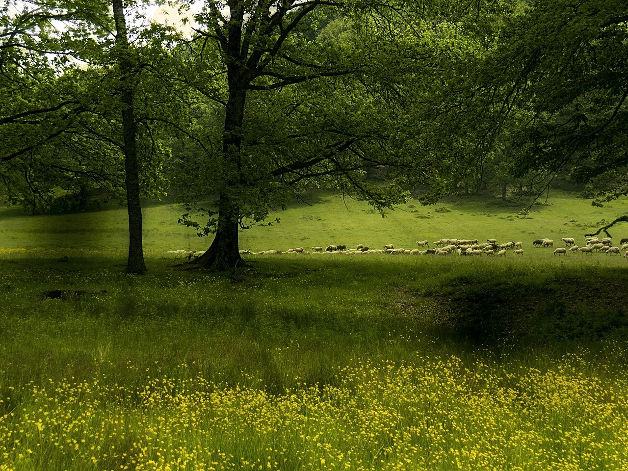 Woodland landscape on Vermio; the Chryso Elafi facilities are not shown