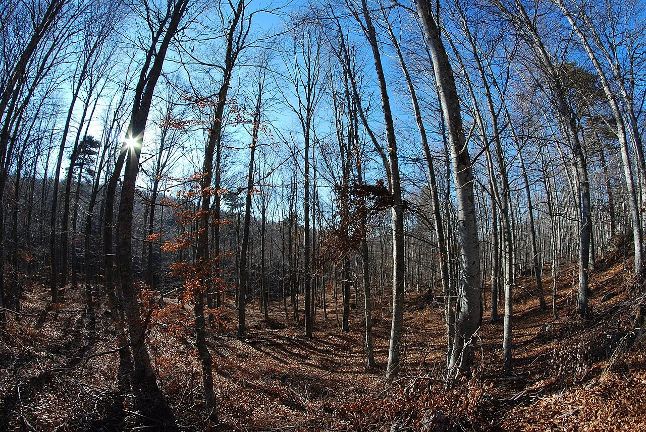 Lailias forest; a regional view, not a view of the pistes