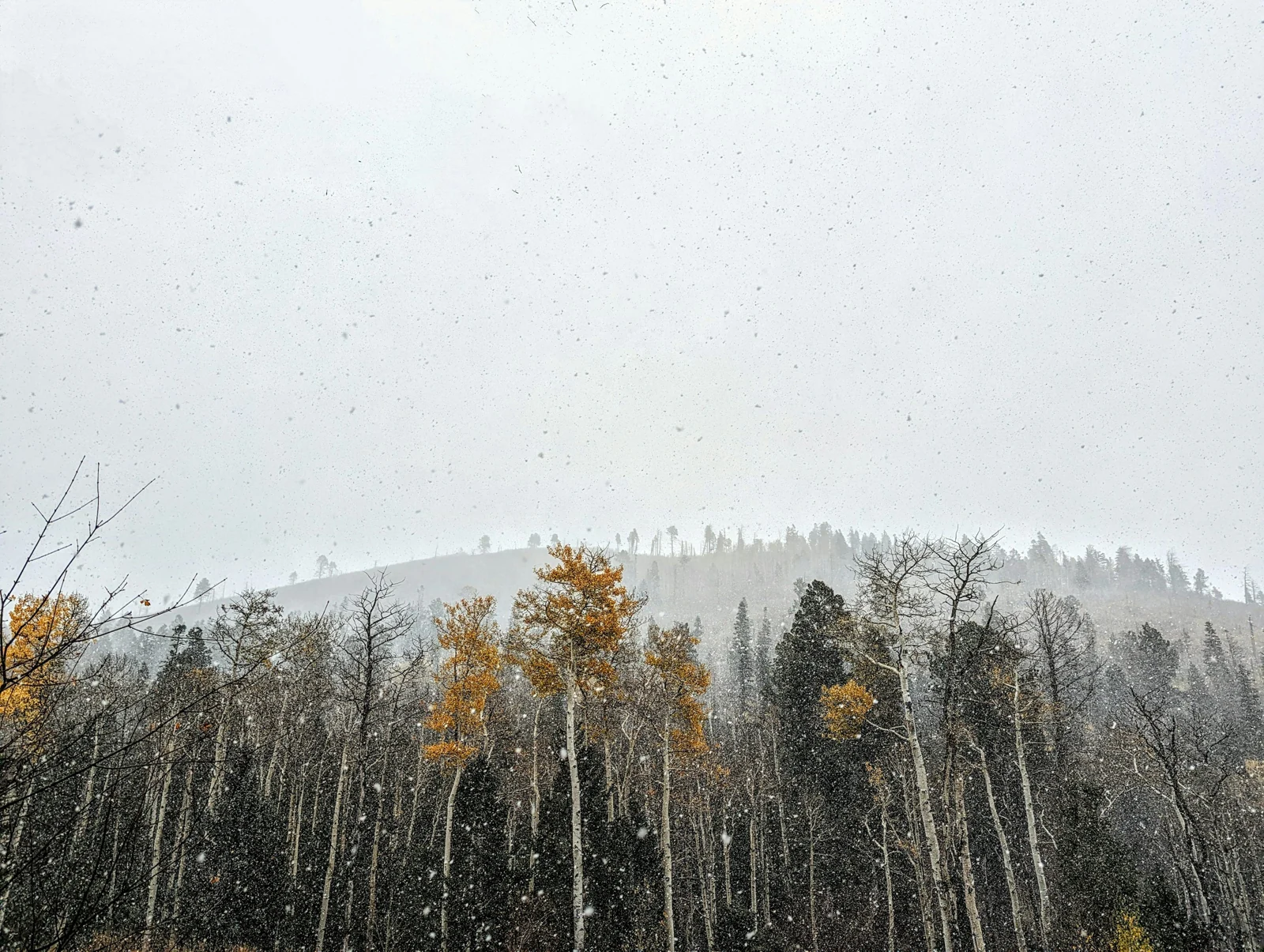 Snow falling over a forest at Pajarito Mountain Ski Area, New Mexico.