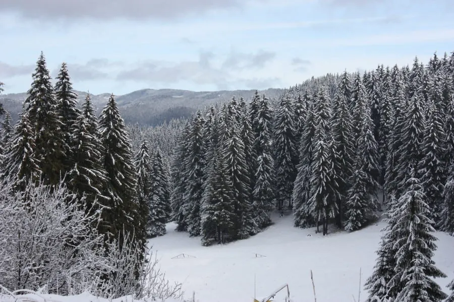 Landscape from Bulgarian ski resort Papmorovo during winter.