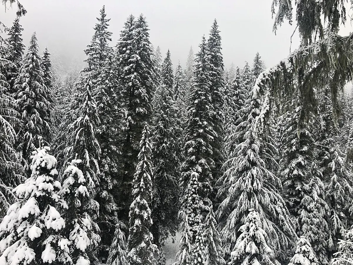 Inland Temperate Spruce Rainforest near Whitewater Ski Resort in Nelson, British Columbia. (wider destination area; not necessarily the ski slopes)